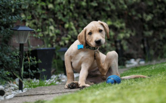 los perros necesitan ser destetados de apoquel