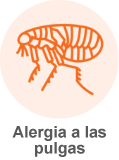 El dibujo de la pulga