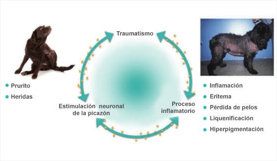 Dos perros con sarna y ciclo de inflamación